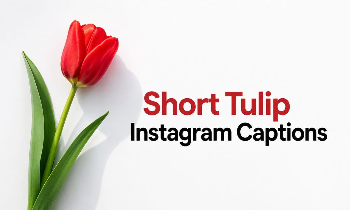 Short Tulip Captions for instagram